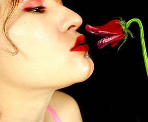Kiss from a Rose
