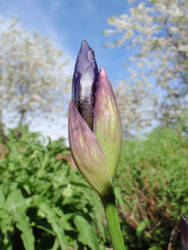 Iris bud