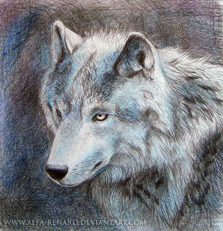 Blue wolf by Alfa-Renard on DeviantArt