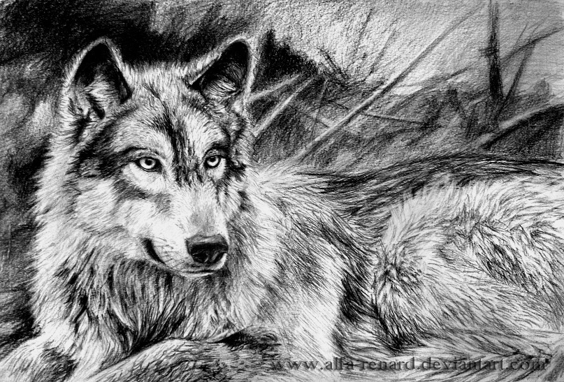 W.B. Wolf