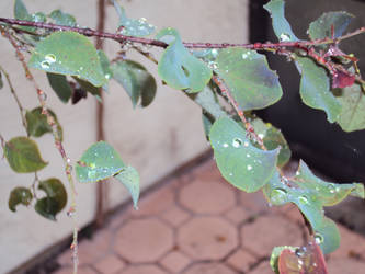 Raindrops on leaves again.