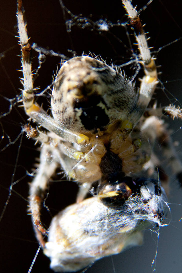 spider injecting venin closeup by photovism on DeviantArt