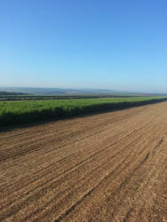 Sugarcane Plantation