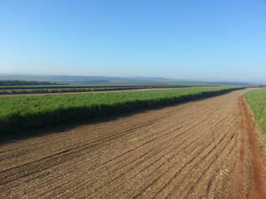 Sugarcane Plantation