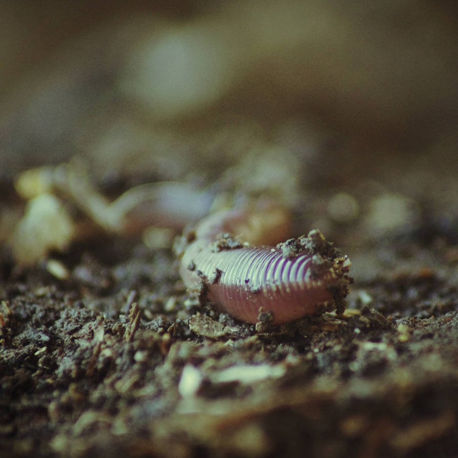 Deviantart Compostfly Compost 2 by cybertaff on DeviantArt