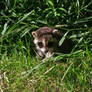 Baby Raccoon