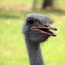 Ostrich