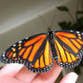 Monarch Butterfly