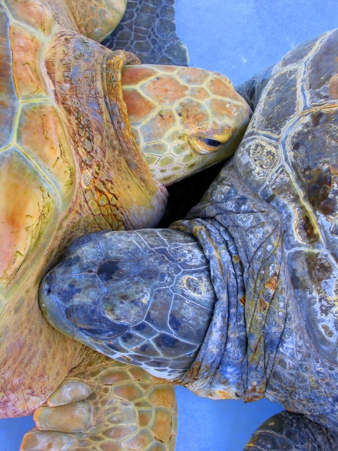 Sea turtles, Flatts, Bermuda