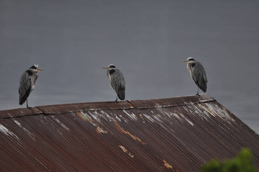 Birds on old house's roof.