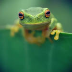 Tree frog by downpoured