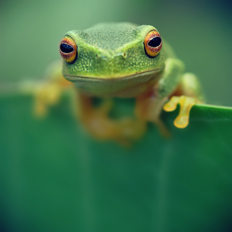 Tree frog