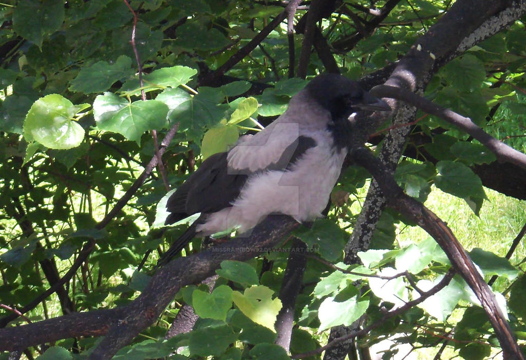 Young Crow by missrainbow92 on DeviantArt