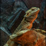 Pogona vitticeps HDR