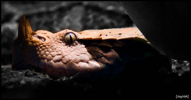 Gaboon Viper