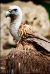 Vulture by jayvoh