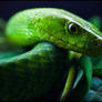 Green Mamba III