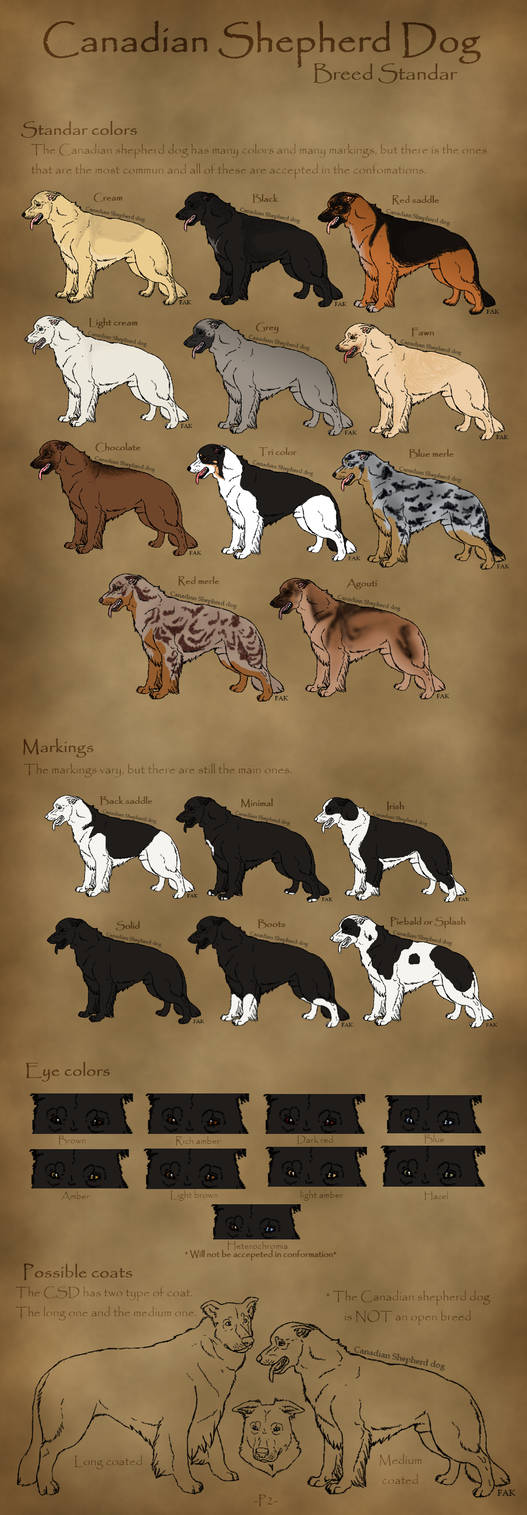 Canadian Sheppard Canadian shepherd dog - Breedsheet p2 by mimmiley on DeviantArt