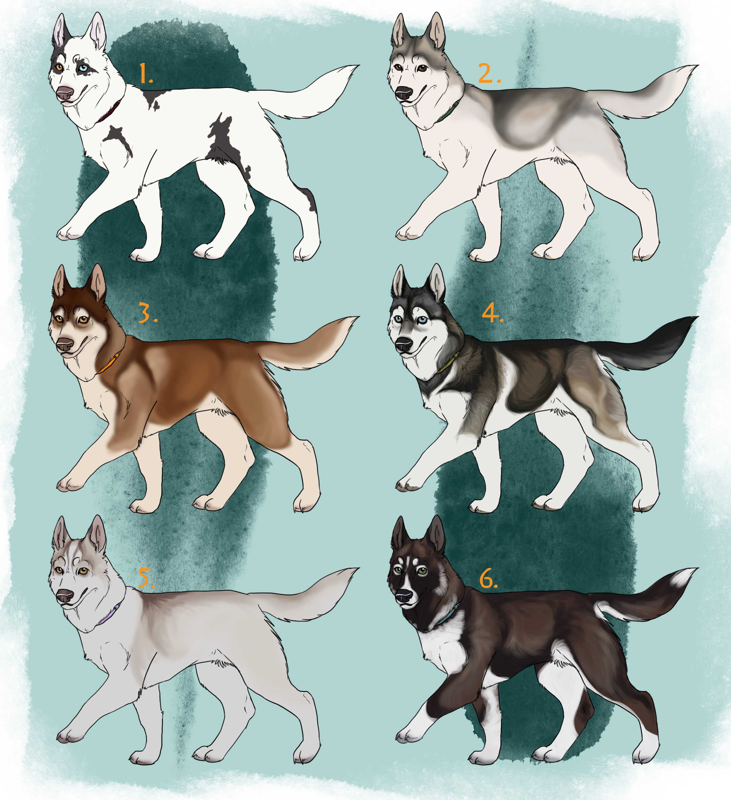 Husky adoptable - CLOSED