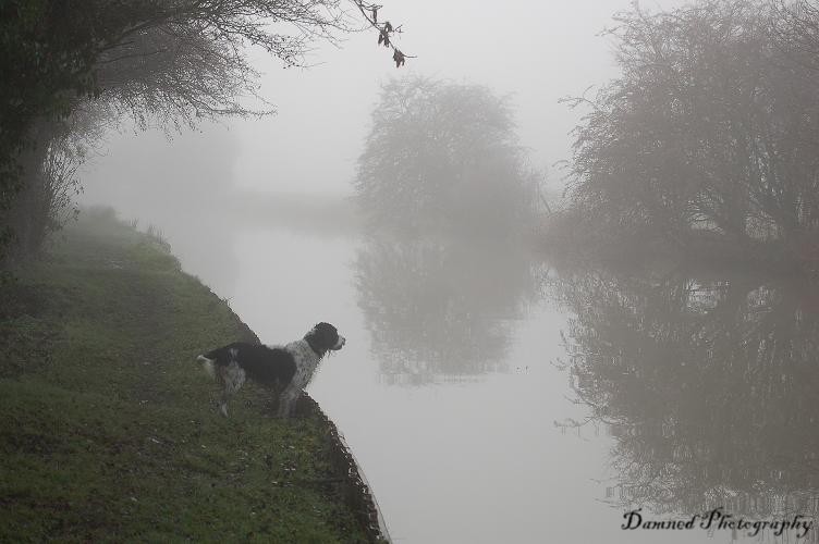 Wet dog