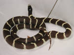 Snake 11