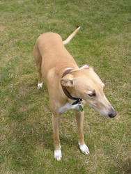 Lurcher 1