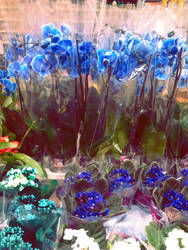 Blue orchids