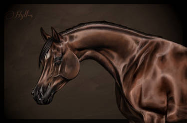 Arabian Horse