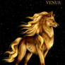 The Starry Wolves - Venus