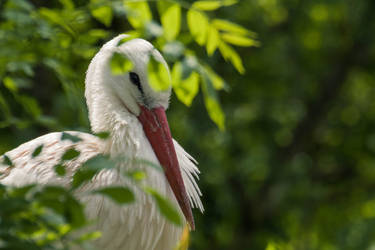 Magnificient White Stork