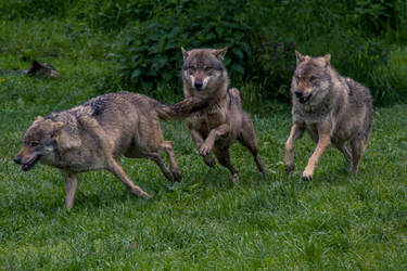 Running with the Pack