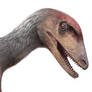 Deinonychus antirrhopus head