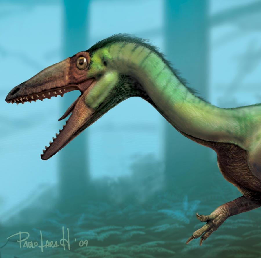 Coelophysis bauri head