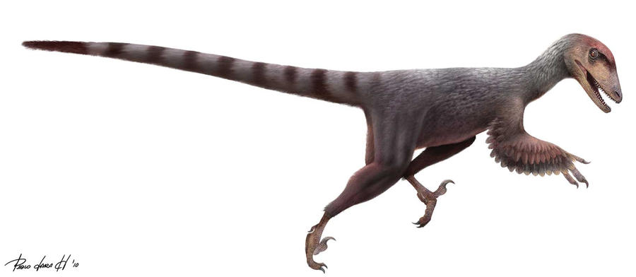 Deinonychus antirrhopus
