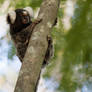 Marmoset