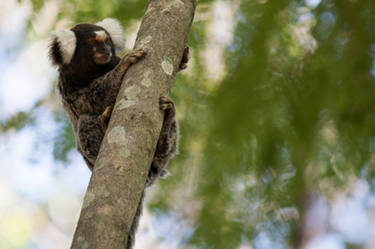 Marmoset