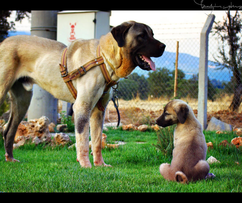 Turkish Kangal Dog II by IBYstyle on DeviantArt