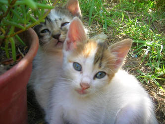Two Kittens :D