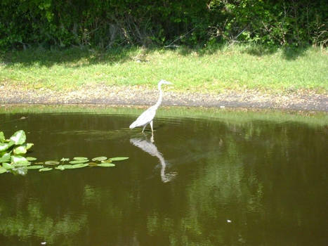 looking for fish