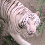 White Tiger 3