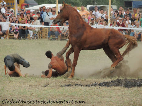 Tack Removal - Hungarian Festival Stock 087