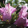 Pink Azalea