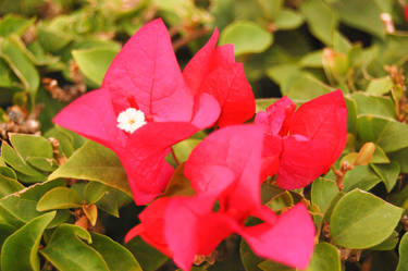 Red Bougainvillea