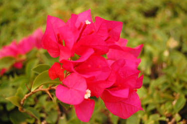 Bougainvillea