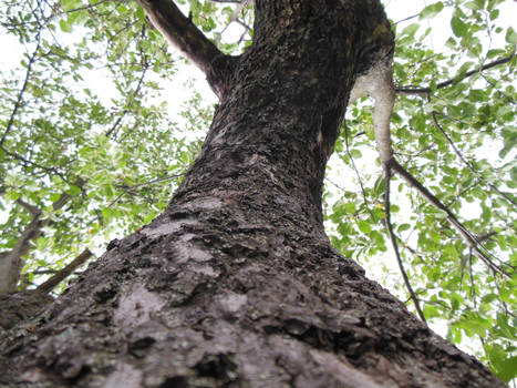 old apple tree