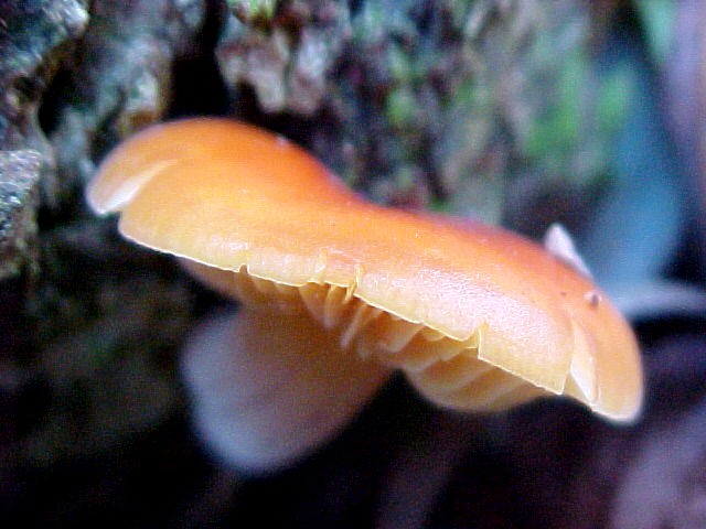 Another Toadstoolie Mushroom