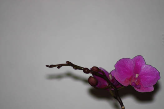 Orchid