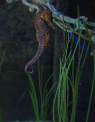 Sea horse