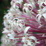 Flower Firework