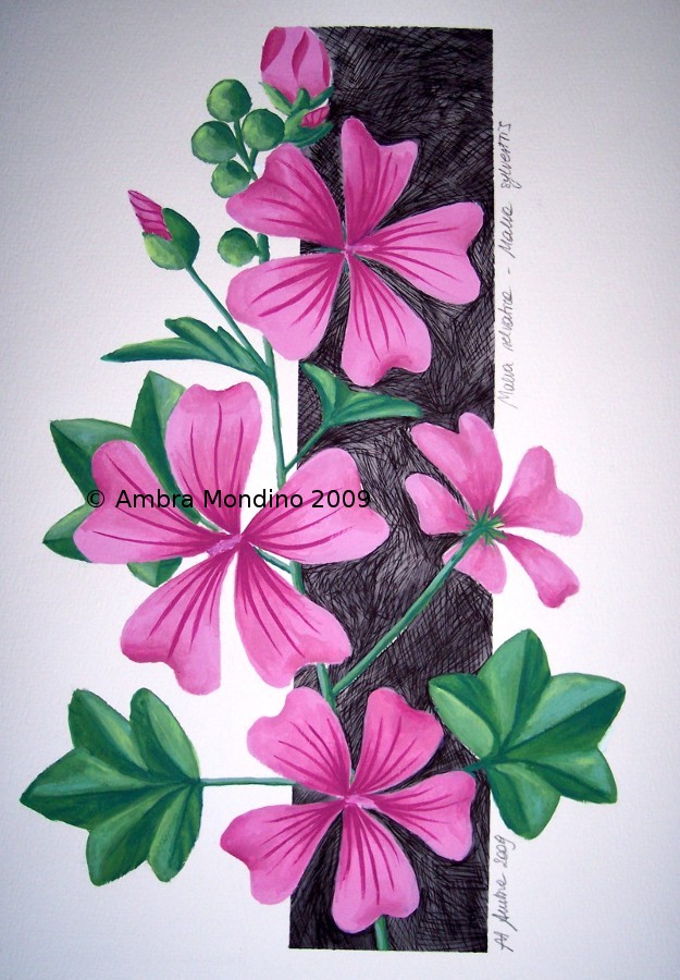 Common mallow